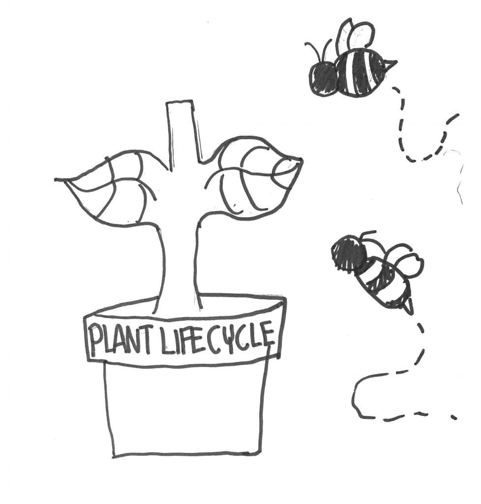 plant life cycle coloring page